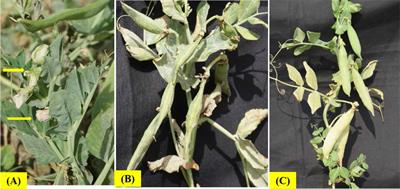 Heat stress tolerance in peas (Pisum sativum L.): Current status and way forward
